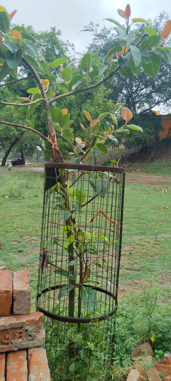 A thriving protected sapling planted through V Learning Trust's environmental work